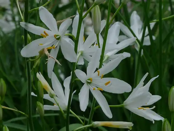 Фото Anthericum liliago (Anthericum liliagos)