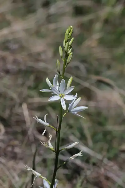 Фото Anthericum liliago - Anthericum liliago:Bjorn S.