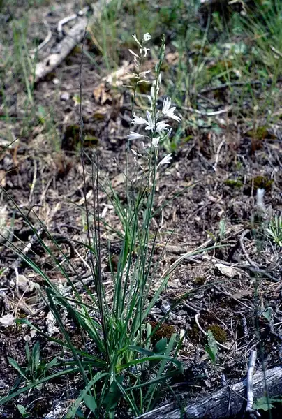 Фото Anthericum liliago - Anthericum liliago:Gilles Péris y Saborit