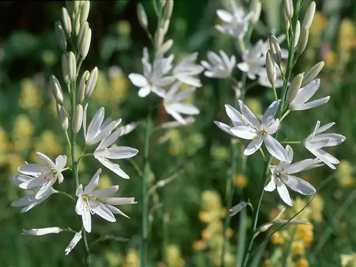 Фото Anthericum liliago - Flower and flower buds:Krzysztof Ziarnek, Kenraiz