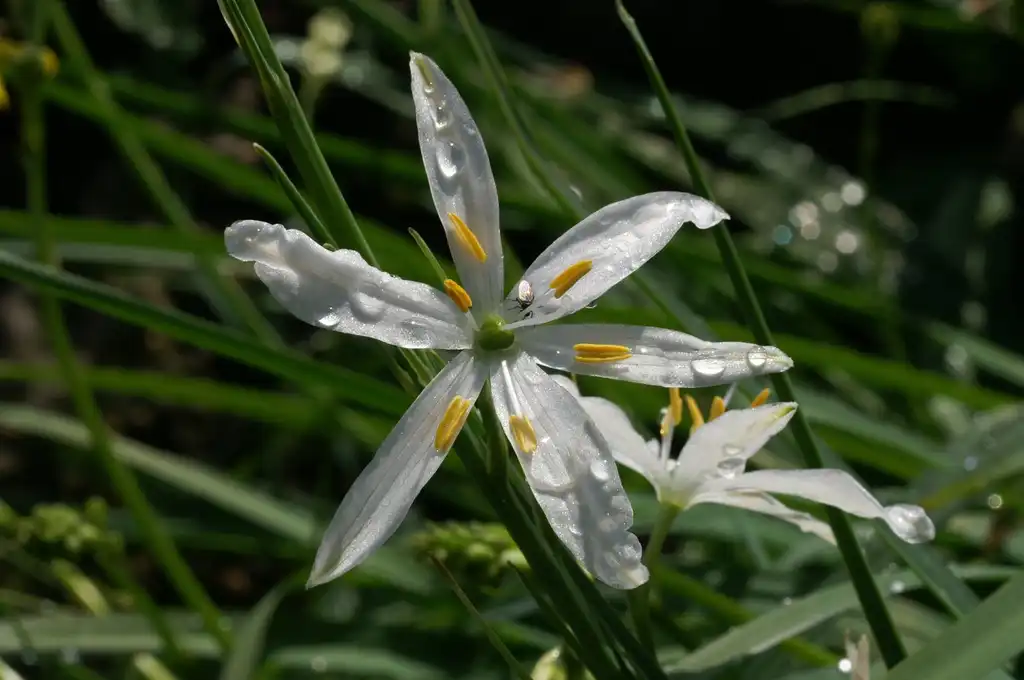Фото Anthericum liliago - Flower and pollinator:Rüdiger