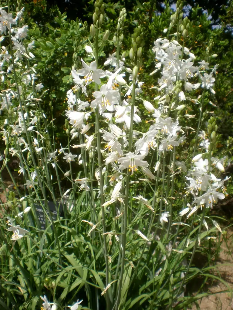 Фото Anthericum liliago - Growth habit:Consultaplantas