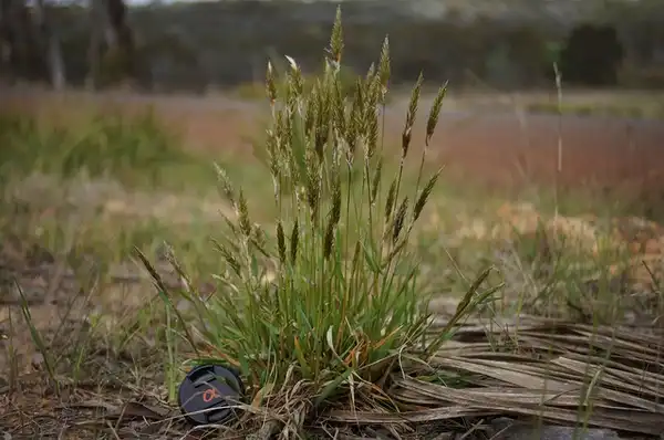 Foto de Anthoxanthum odoratum (Anthoxanthum odoratums)