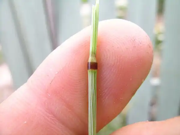 Foto de Anthoxanthum odoratum - Node:Harry Rose