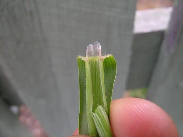 Foto de Anthoxanthum odoratum - Ligule:Harry Rose