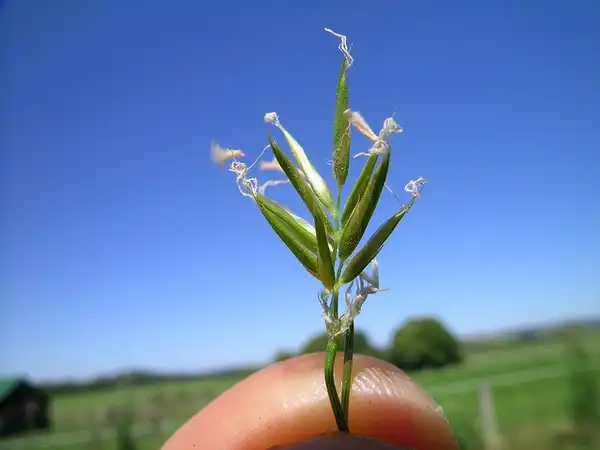 Foto de Anthoxanthum odoratum - Spikelet:Harry Rose