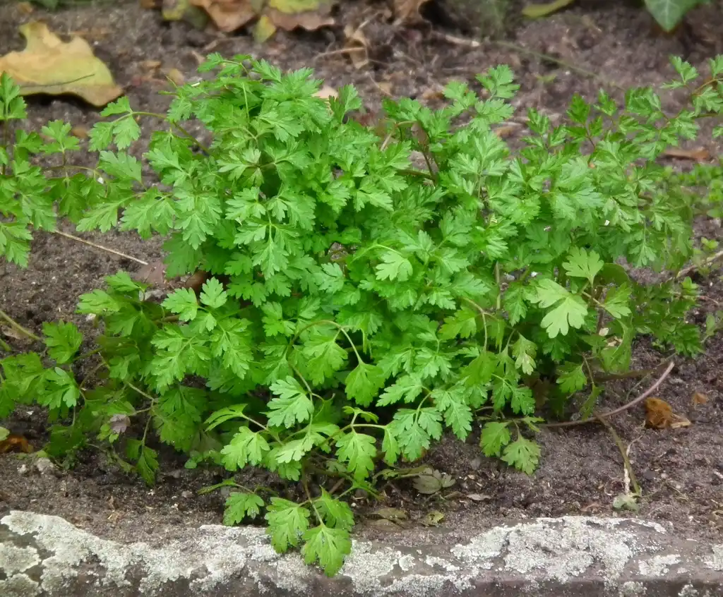 Foto de Anthriscus cerefolium (Anthriscus cerefoliums)