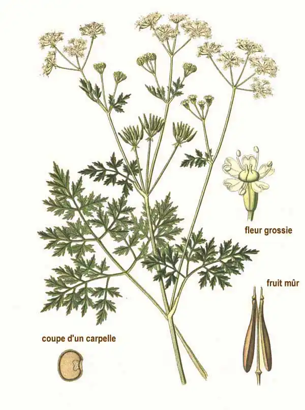 Foto de Anthriscus cerefolium (Anthriscus cerefoliums)