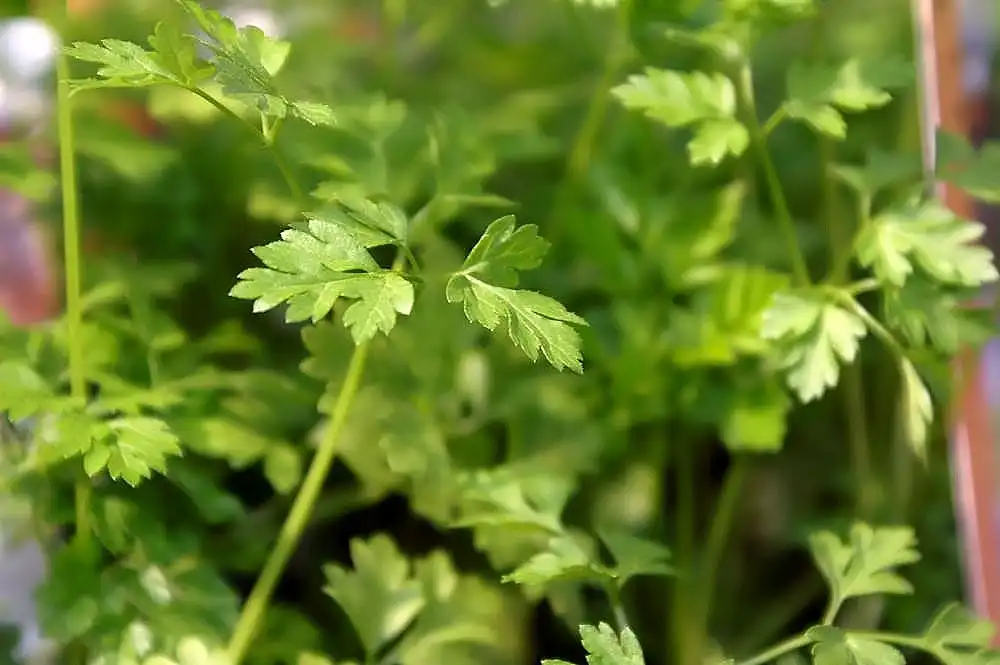 Foto de Anthriscus cerefolium - Leaves close-up:David J. Stang