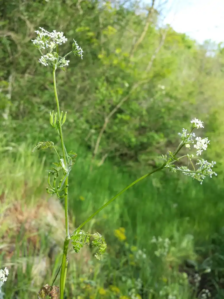 Foto de Anthriscus cerefolium - Flower and stem:Stefan.lefnaer