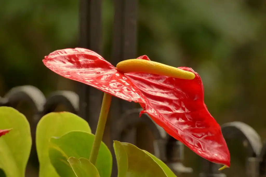 Photo of Anthurium (Anthuriums)