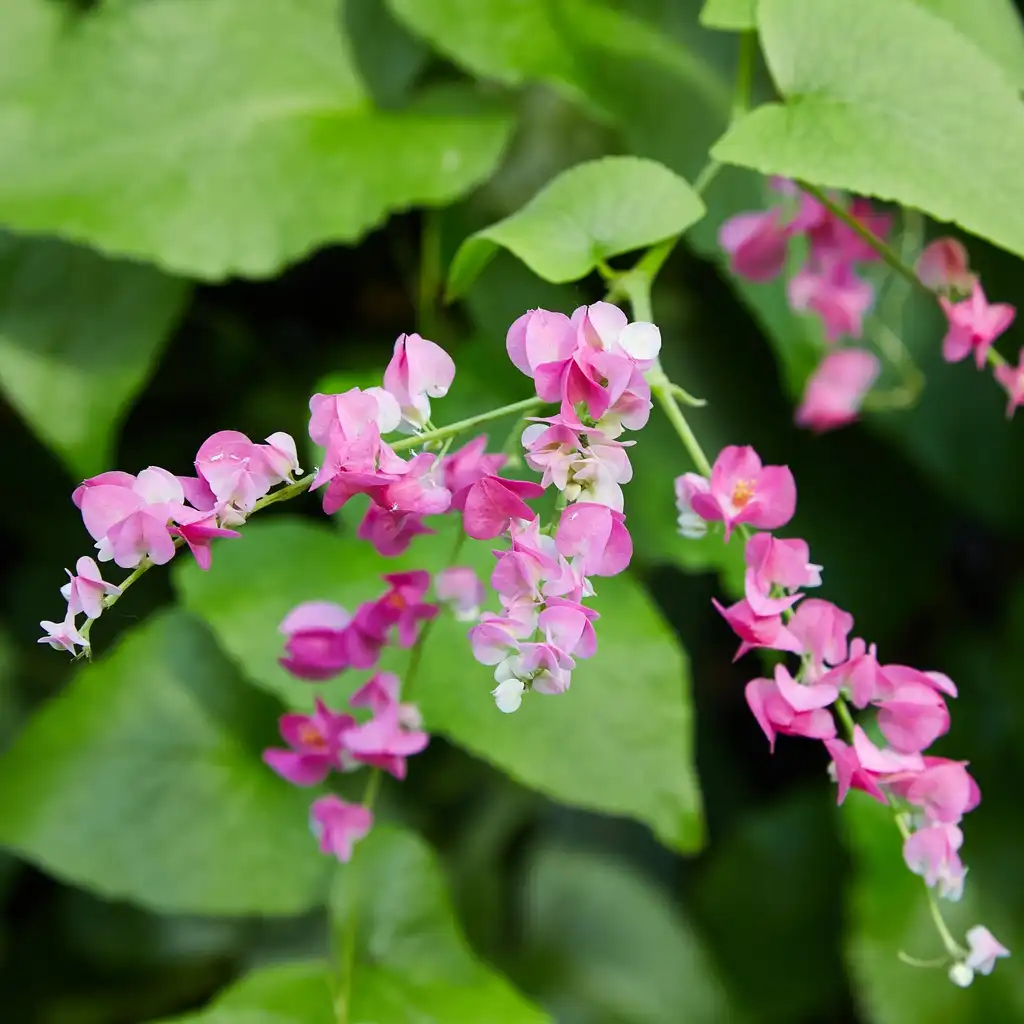 Foto de Antigonon leptopus (Antigonon leptopuss)