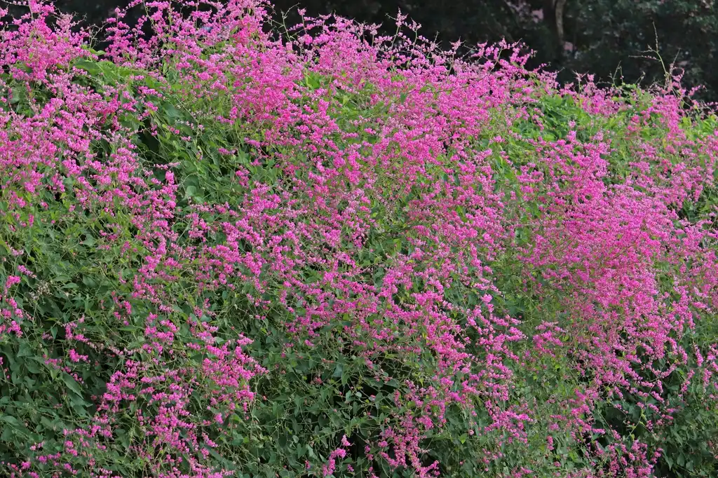 Foto de Antigonon leptopus (Antigonon leptopuss)
