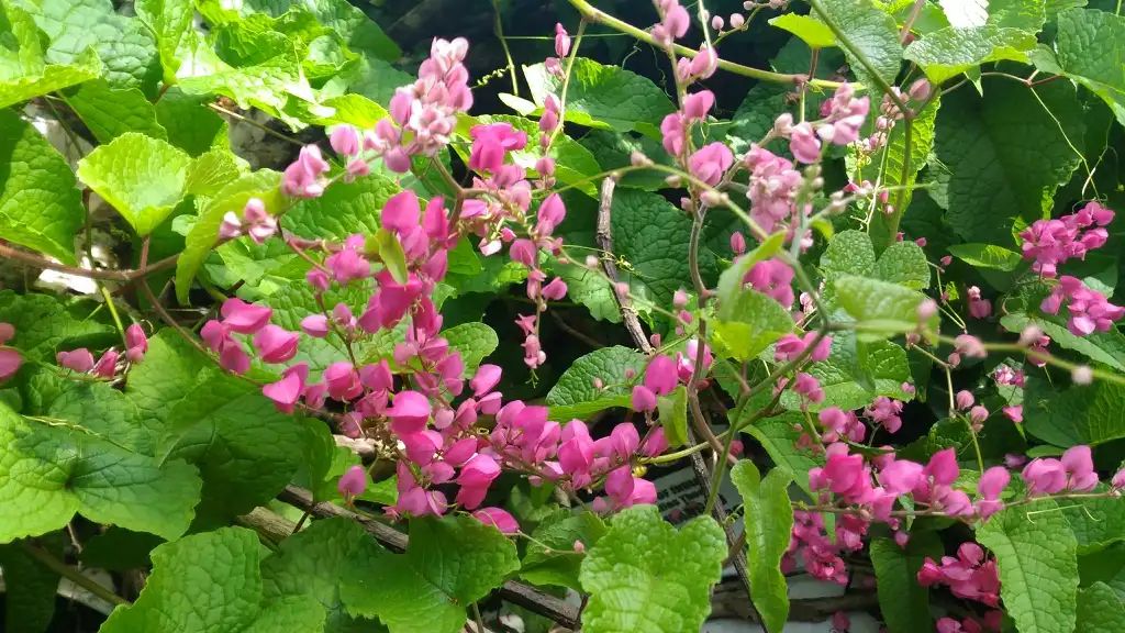 Foto de Antigonon leptopus - Leaves and Flower:Vijayanrajapuram