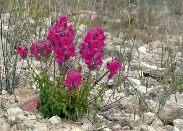 Photo of Antirrhinum majus (Antirrhinum majuss)
