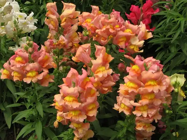 Photo of Antirrhinum majus (Antirrhinum majuss)