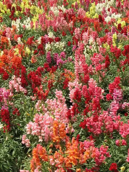Photo of Antirrhinum majus - :lezumbalaberenjena