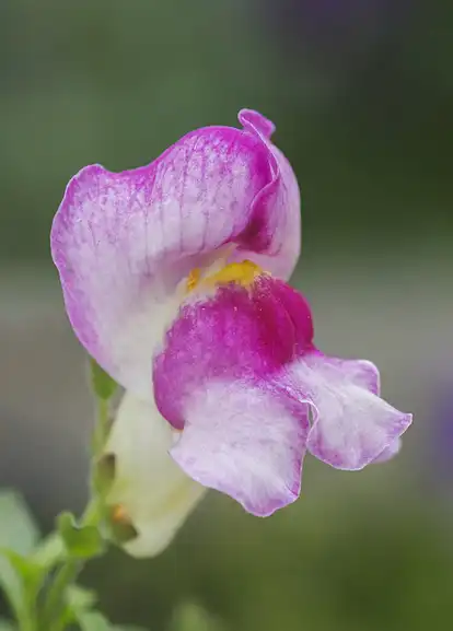 Photo of Antirrhinum majus - A. majus flower detail:David Marquina Reyes