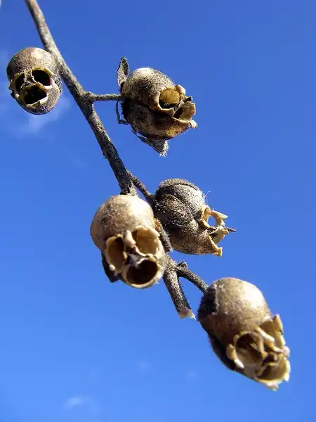 Photo of Antirrhinum majus - A. majus seed capsules:laajala