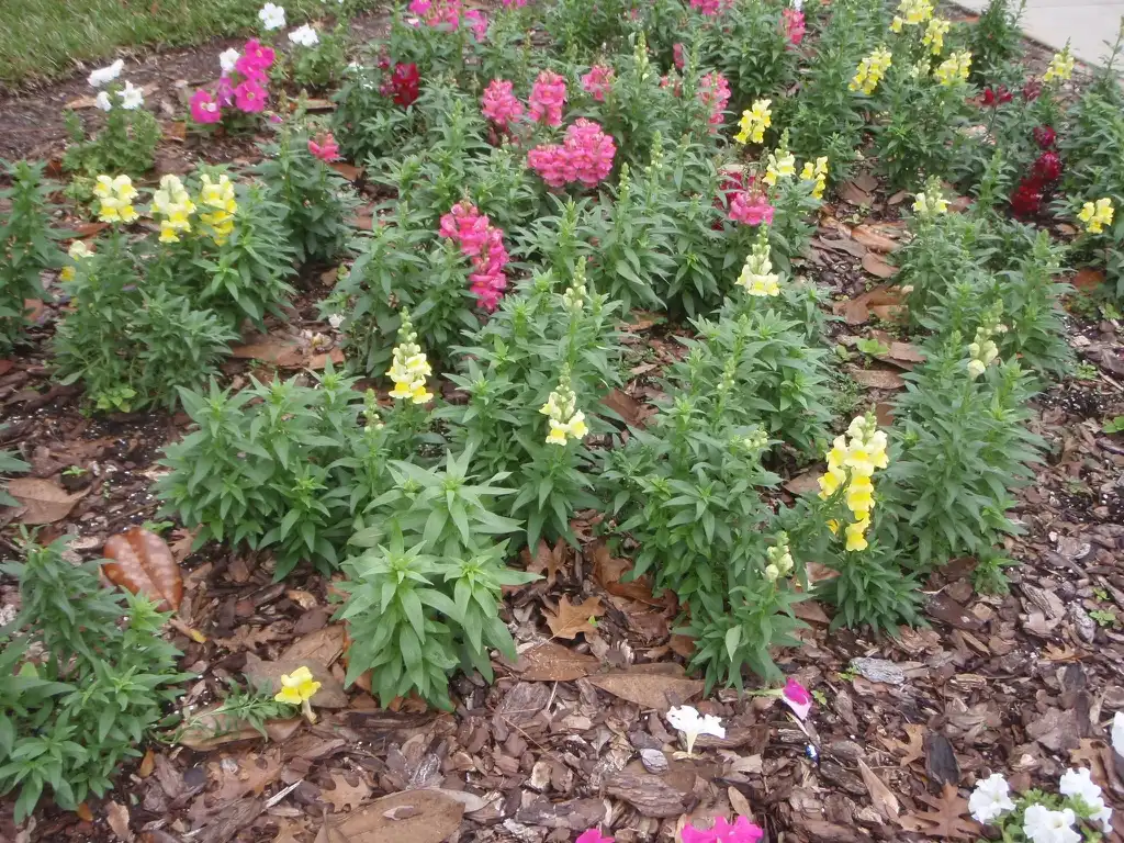 Photo of Antirrhinum majus - Flower Form:Jim Robbins