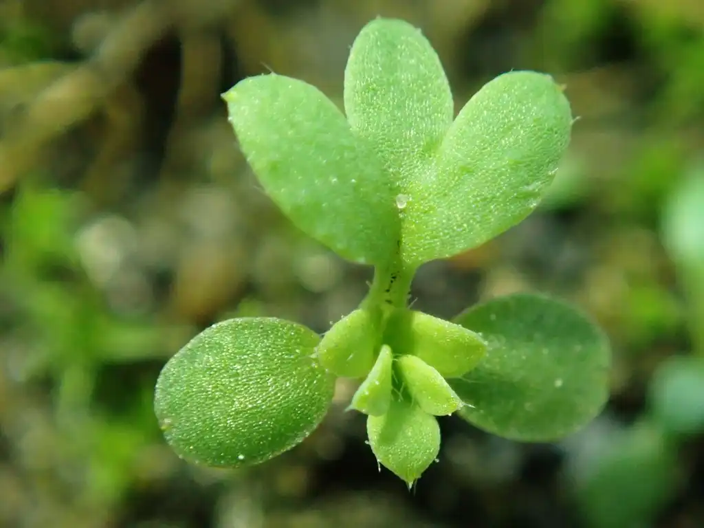 Photo of Aphanes arvensis (Aphanes arvensiss)