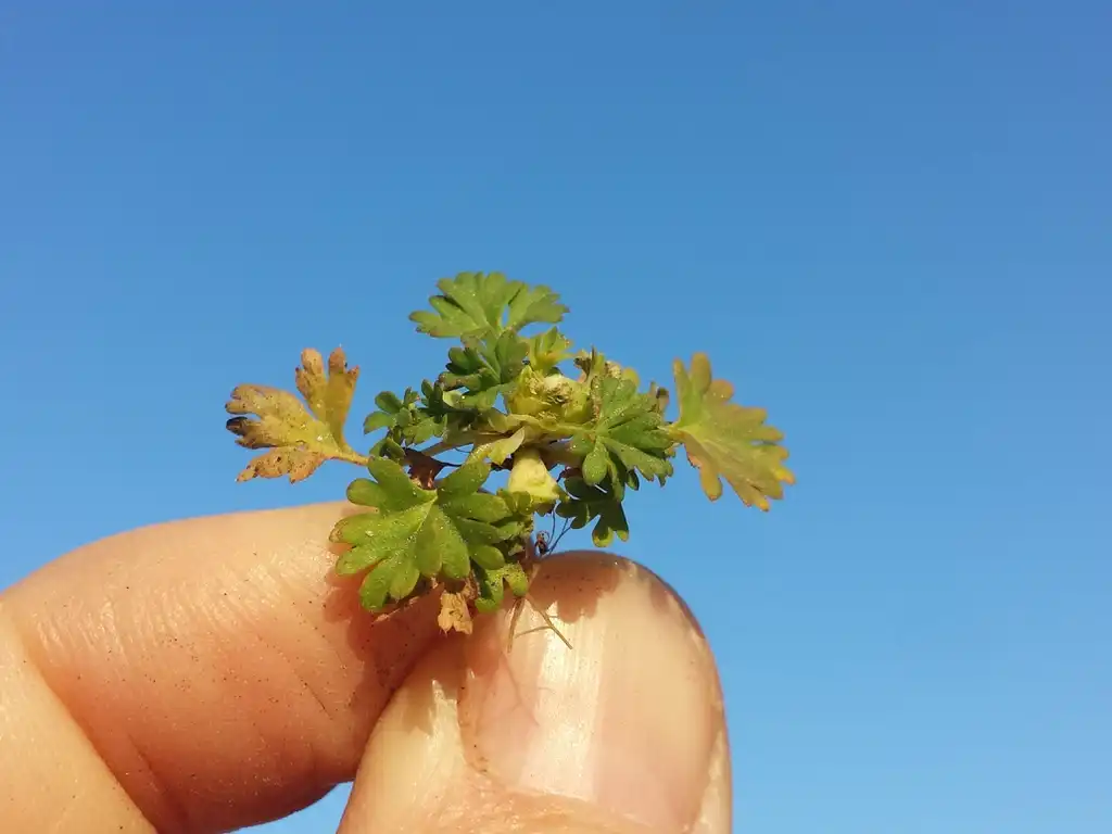 Photo of Aphanes arvensis (Aphanes arvensiss)