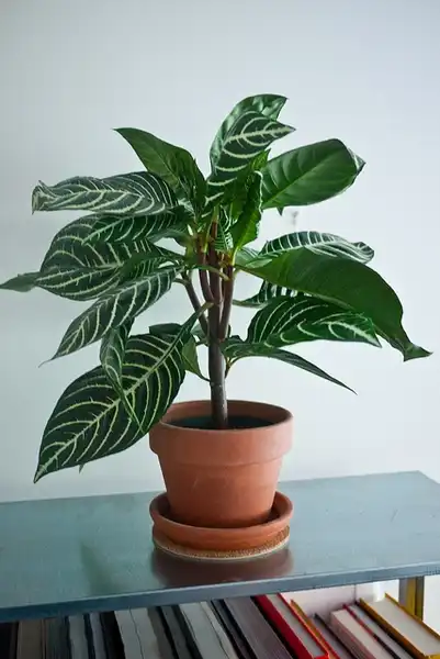 Photo of Aphelandra squarrosa (Aphelandra squarrosas)
