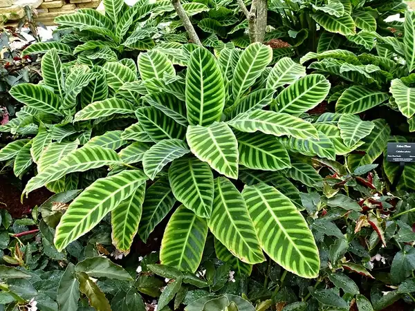 Photo of Aphelandra squarrosa (Aphelandra squarrosas)