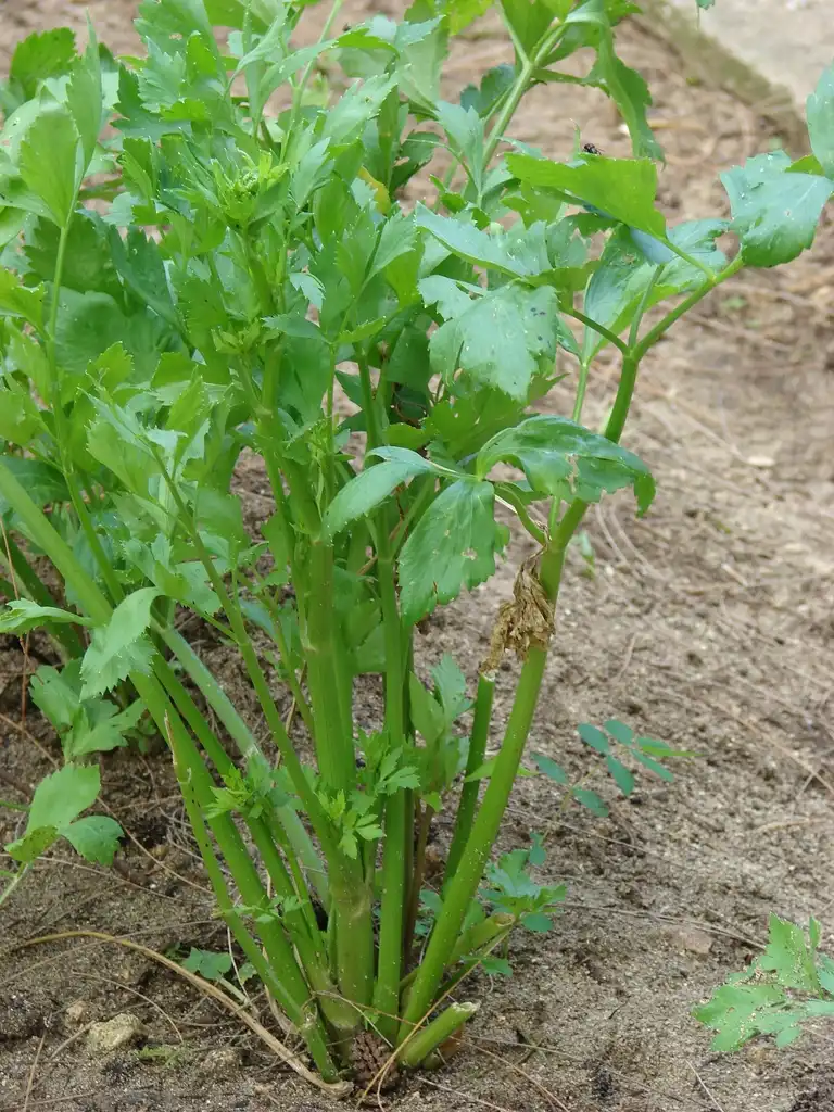 Фото Apium graveolens (Apium graveolenss)