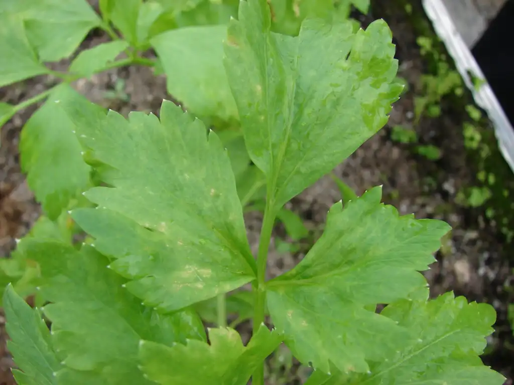 Фото Apium graveolens (Apium graveolenss)