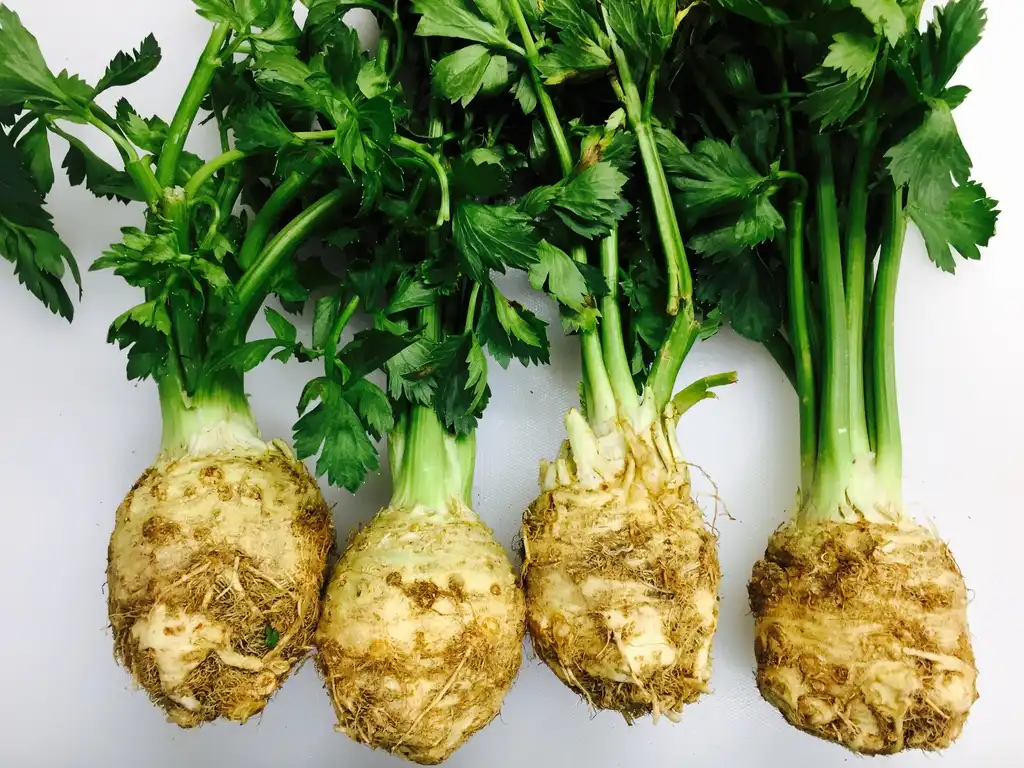 Фото Apium graveolens - Celeriac root:Luis Cordova