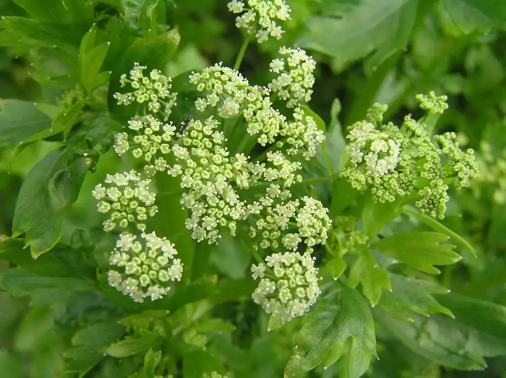 Фото Apium graveolens - Flower:阿橋 HQ
