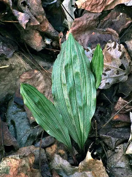 Photo of Aplectrum hyemale - Leaves with stripes:NC Orchid