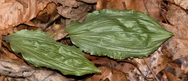 Photo of Aplectrum hyemale - Leaves:dbarronoss