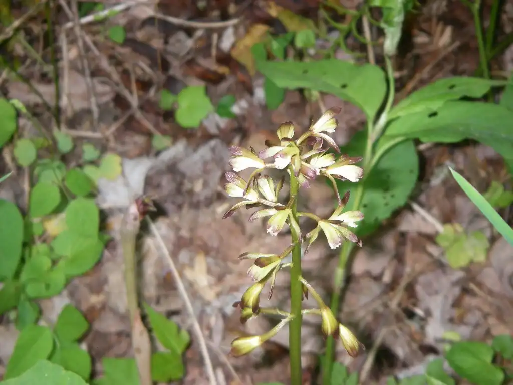 Photo of Aplectrum hyemale - Flower:Halpaugh