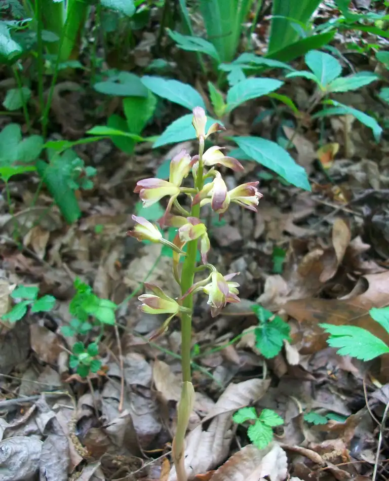 Photo of Aplectrum hyemale - bloom, spring, Iredell County, NC:Eva Munday