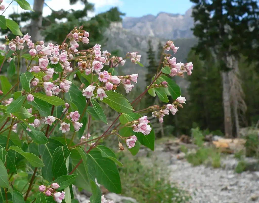 Photo of Apocynum androsaemifolium (Apocynum androsaemifoliums)