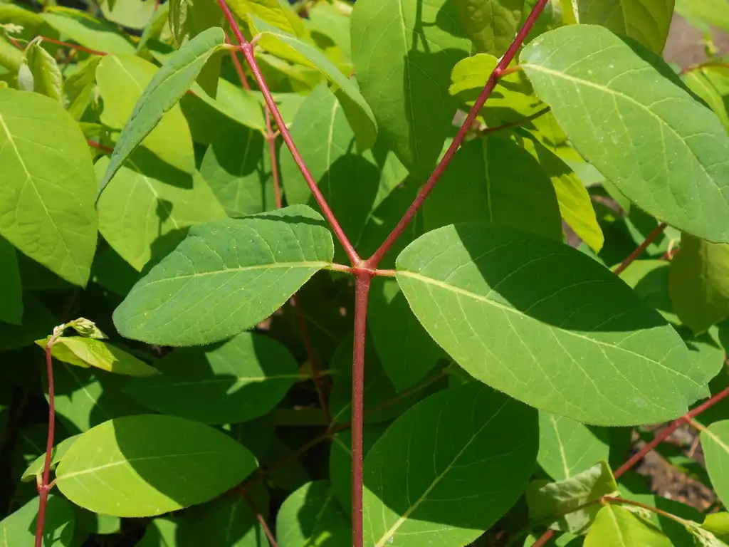 Photo of Apocynum androsaemifolium (Apocynum androsaemifoliums)