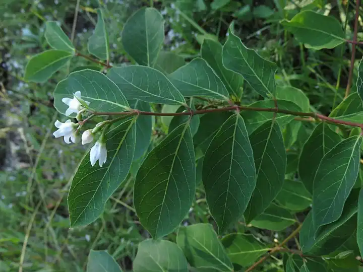 Photo of Apocynum androsaemifolium - Branch:eknuth