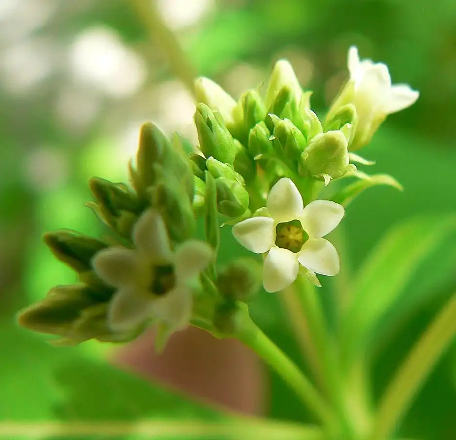 Фото Apocynum cannabinum (Apocynum cannabinums)