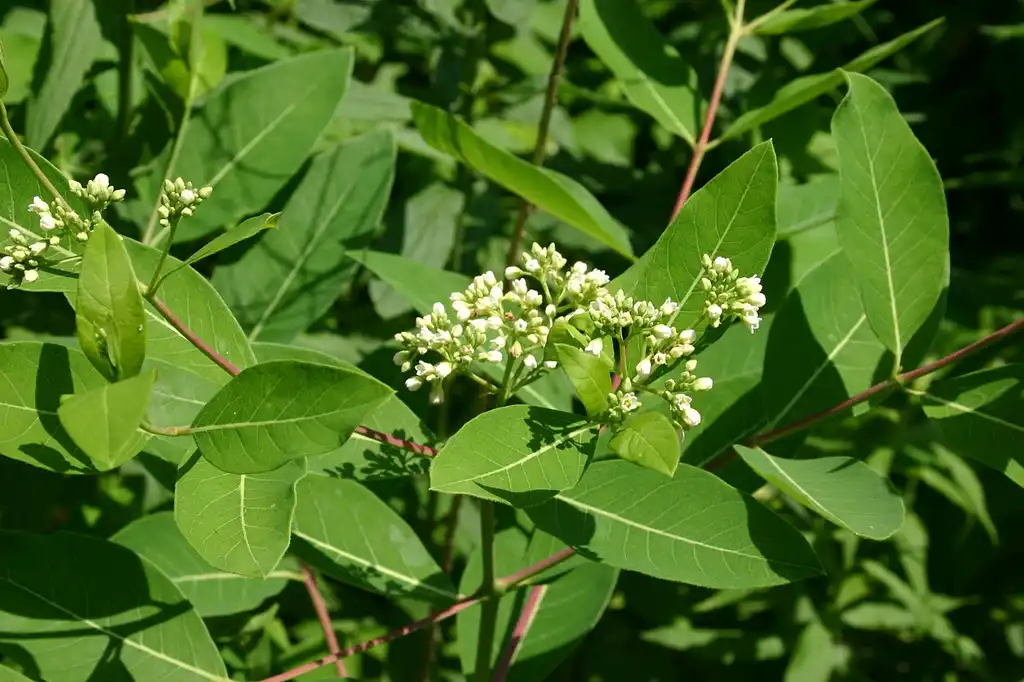 Фото Apocynum cannabinum (Apocynum cannabinums)