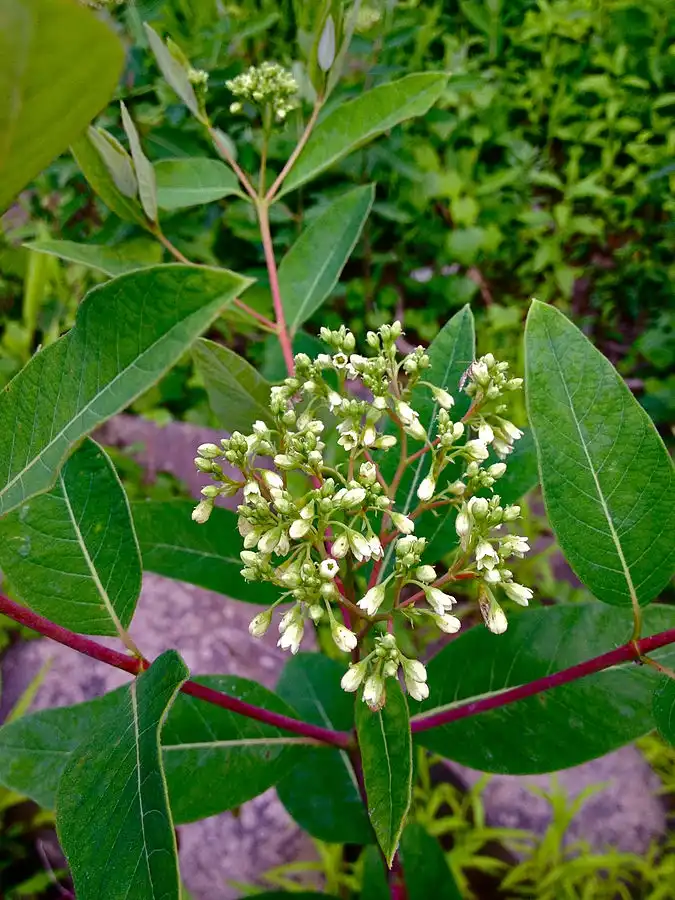 Фото Apocynum cannabinum - Inflorescence:Fritz Flohr Reynolds