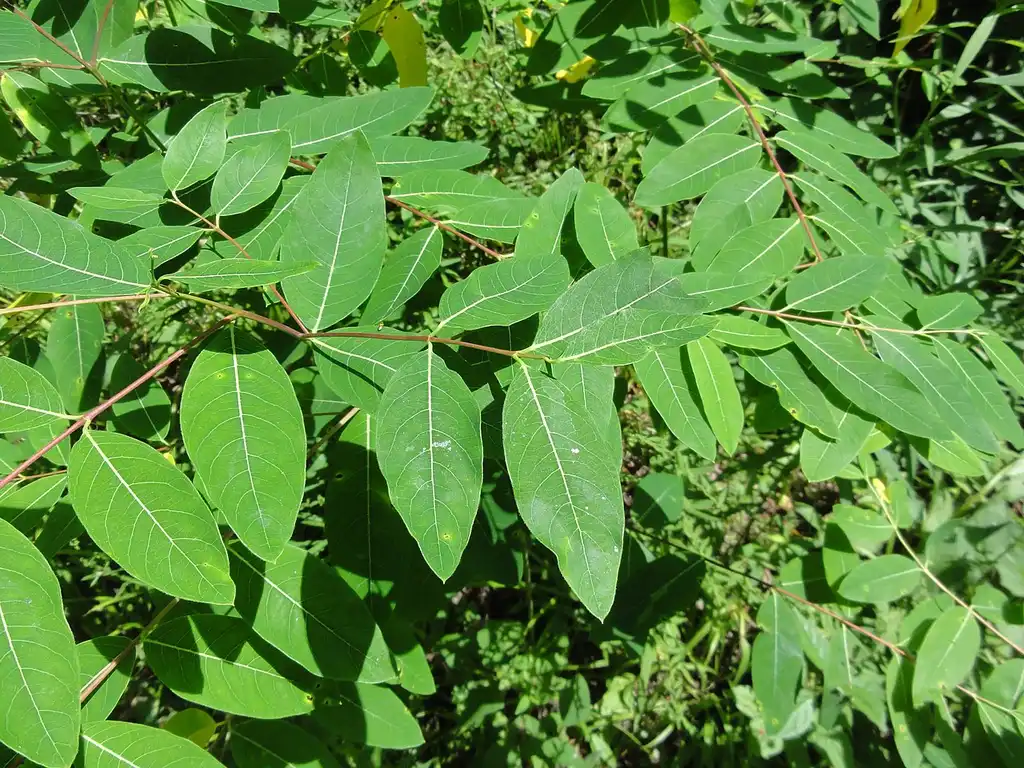Фото Apocynum cannabinum - Leaves:R. A. Nonenmacher