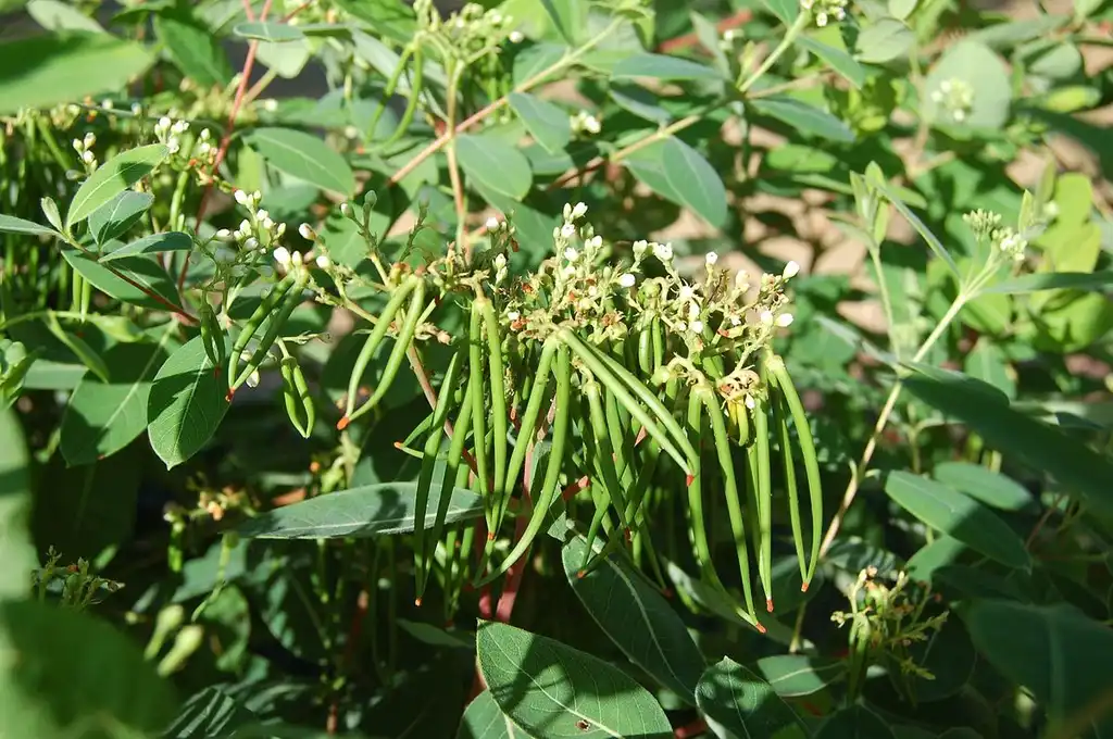 Фото Apocynum cannabinum - Fruit:Michel Chauvet