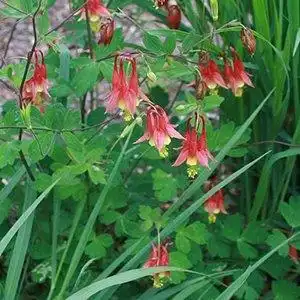 Photo of Aquilegia canadensis (Aquilegia canadensiss)