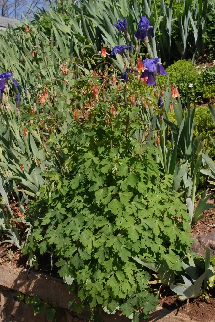 Photo of Aquilegia canadensis (Aquilegia canadensiss)