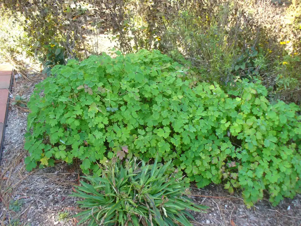 Photo of Aquilegia canadensis - form in the fall in Moore County with Stokesia laevis:Susan Strine