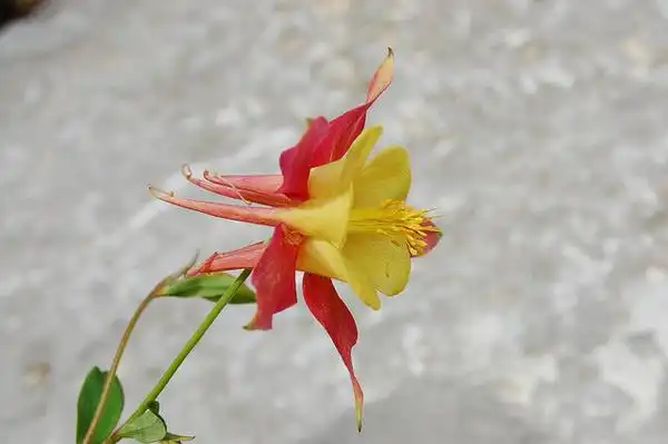 Photo of Aquilegia canadensis - Flower:J Poyston