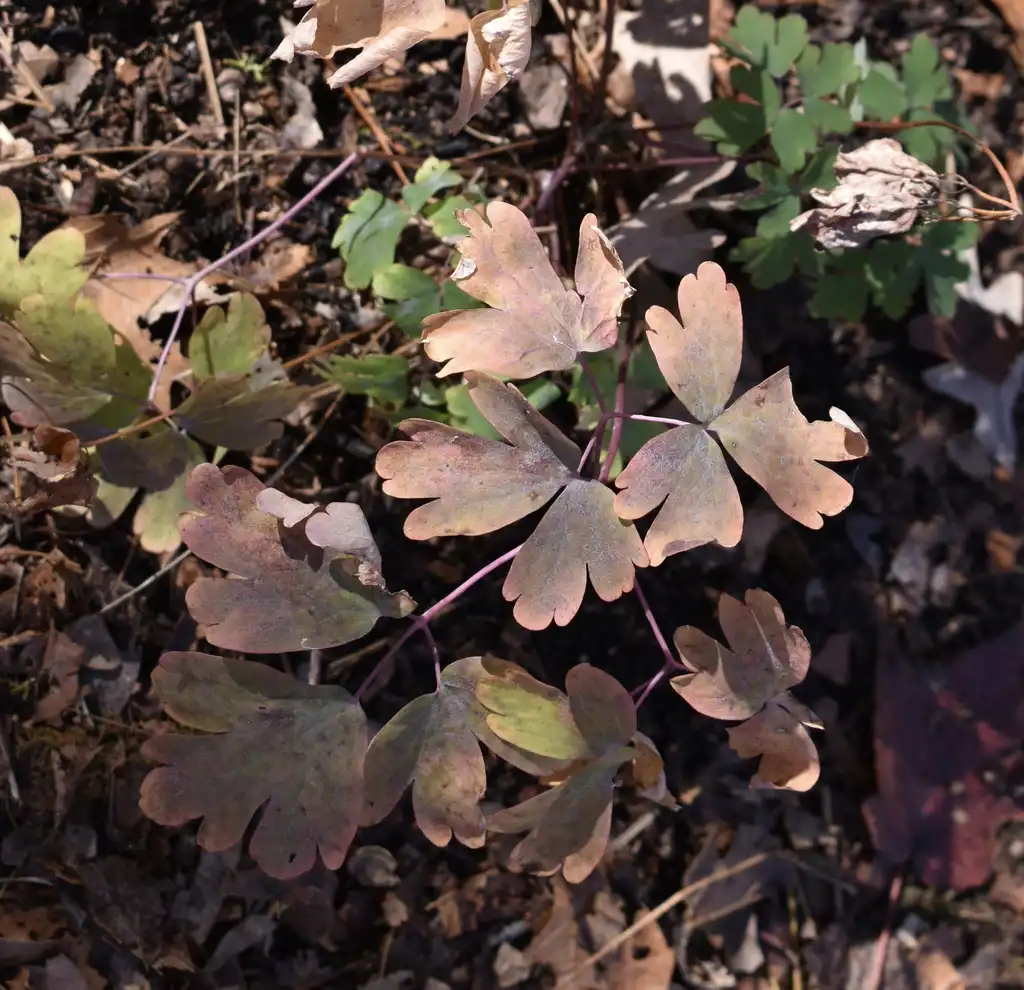 Photo of Aquilegia canadensis - Leaves (Warren County,NC)-Early Winter:Cathy Dewitt