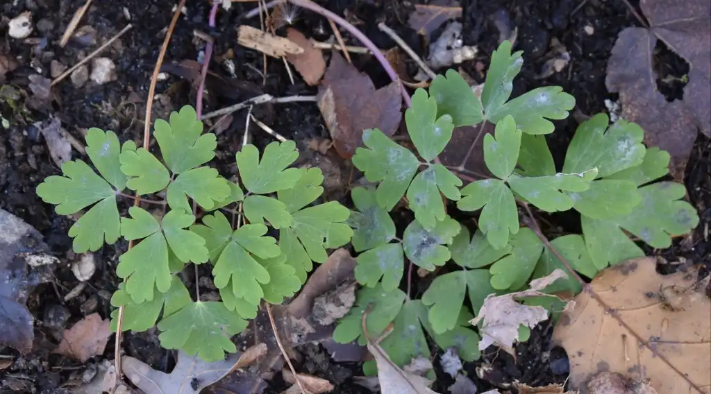 Photo of Aquilegia canadensis - Leaves (Warren County,NC)-Fall:Cathy Dewitt